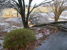 Another tree down during an ice storm.